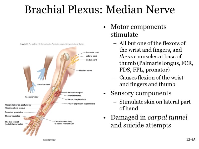 12-15 Brachial Plexus: Median Nerve Motor components stimulate All but one of the flexors